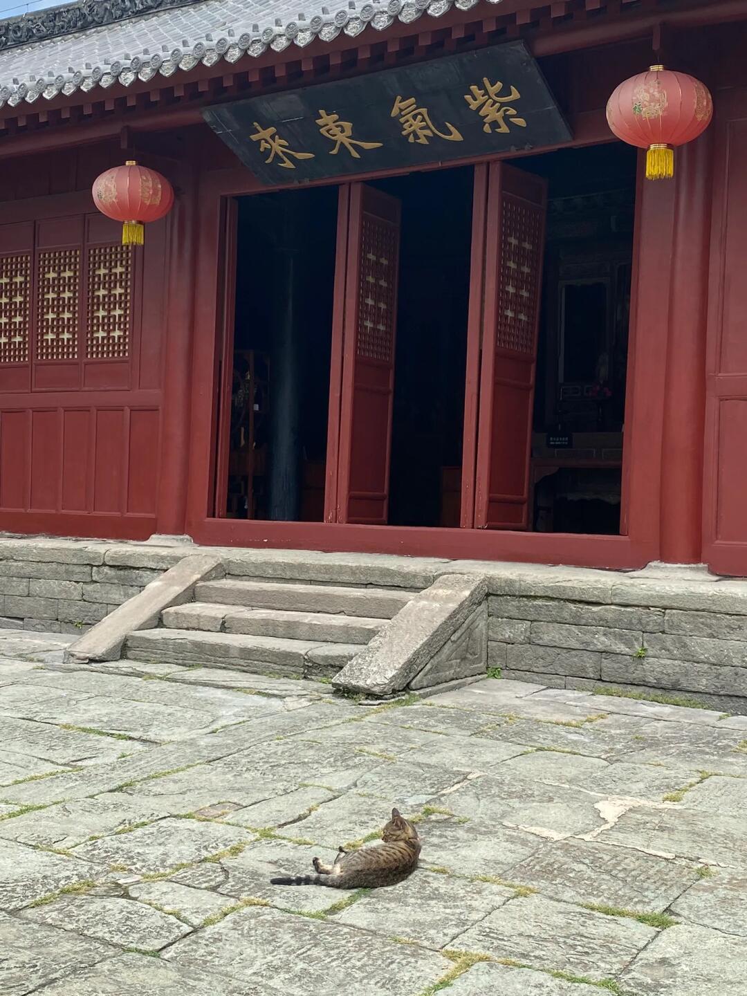 紫气喵来 配图 1